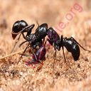 ant (Oops! image not found)